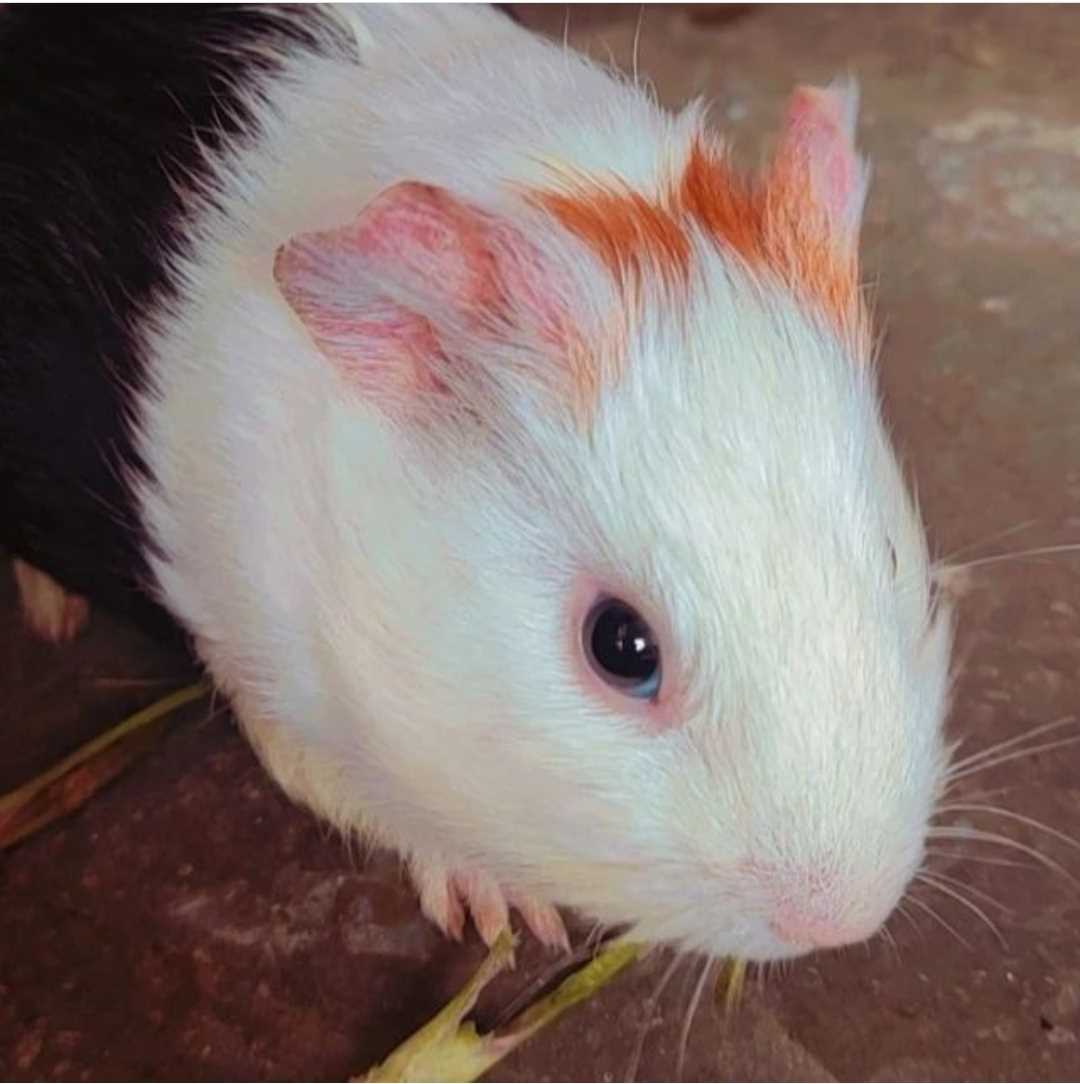 Guinea Pigs For Adoption In Washim