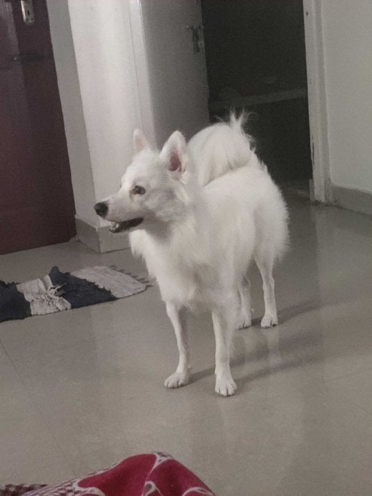 Indian Spitz Dogs For Mating In Chennai