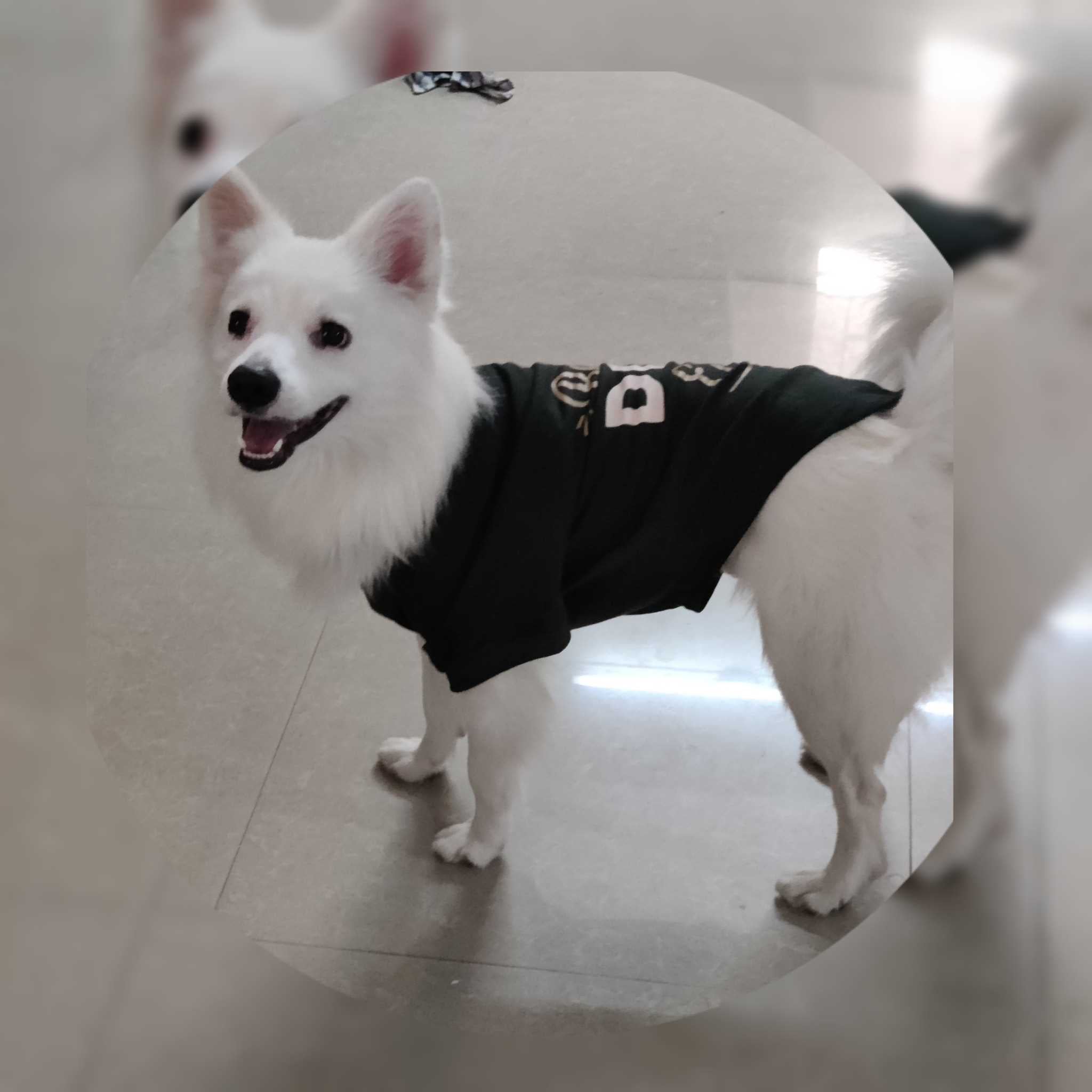 Indian Spitz Dogs For Mating In Chennai
