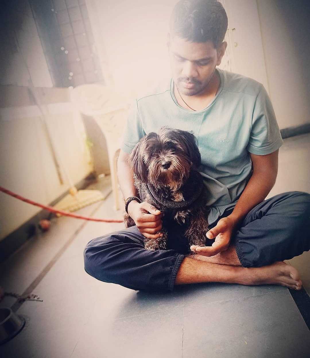 Lhasa Apso Dogs For Mating In Chennai