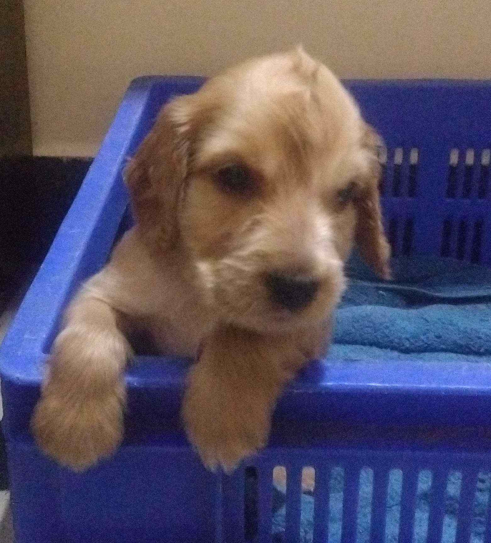 Cocker Spaniel For Sale In Guwahati