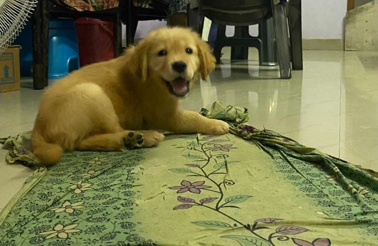 Golden Retriever For Sale In Madurai