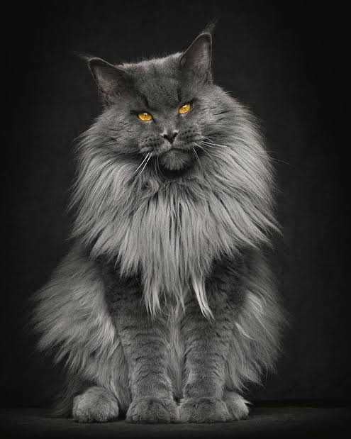 Maine Coon Dogs For Mating In Mumbai