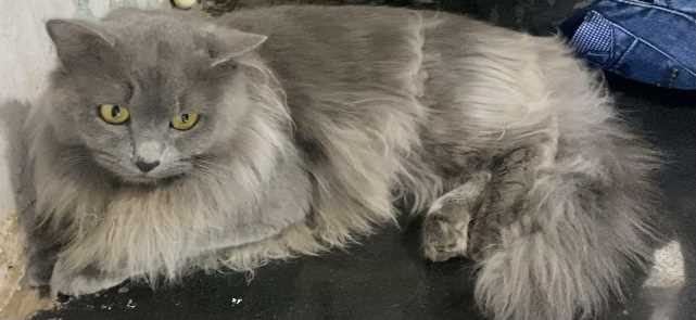 Maine Coon Dogs For Mating In Mumbai