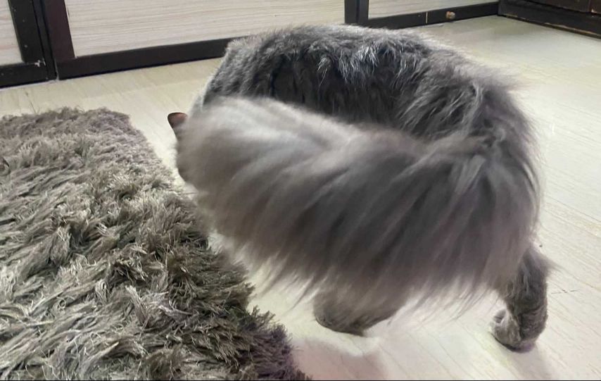 Maine Coon Dogs For Mating In Mumbai