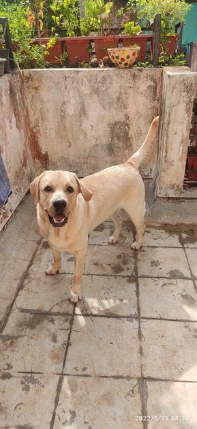 Labrador Retriever Dogs For Mating In Pune