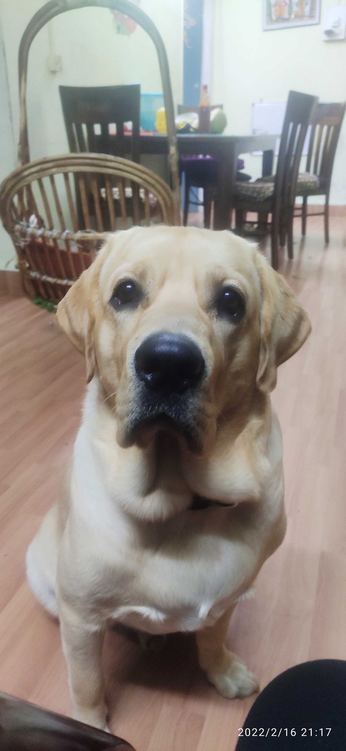 Labrador Retriever Dogs For Mating In Pune