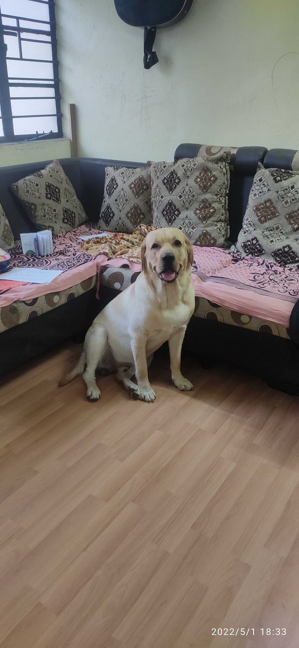 Labrador Retriever Dogs For Mating In Pune