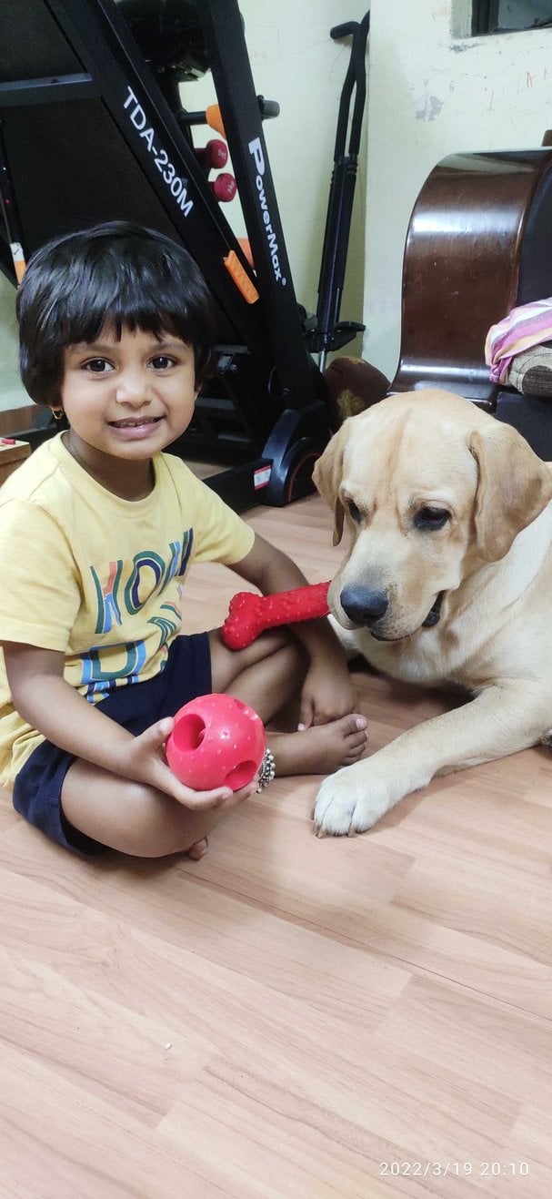 Labrador Retriever Dogs For Mating In Pune
