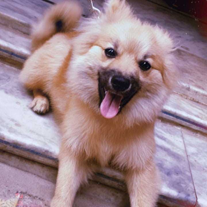 Culture Pomeranian For Sale In Gurgaon