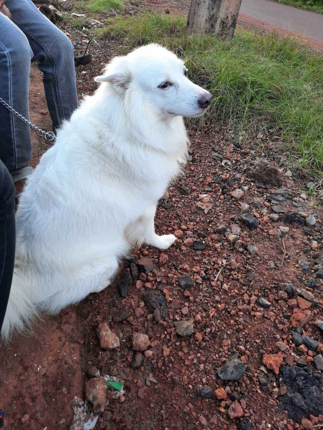 German Spitz Dogs For Mating In Delhi