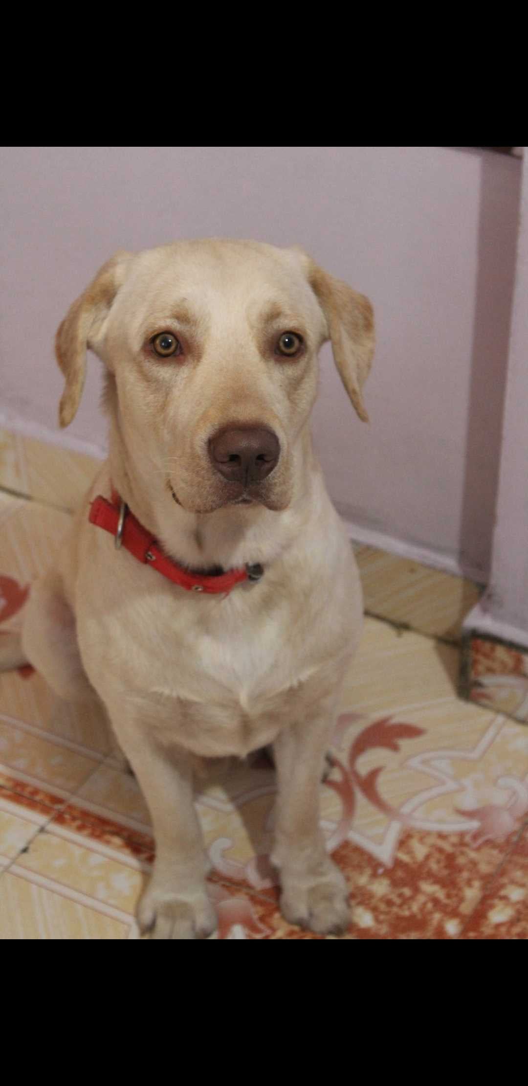 Labrador Retriever Dogs For Mating In Bangalore