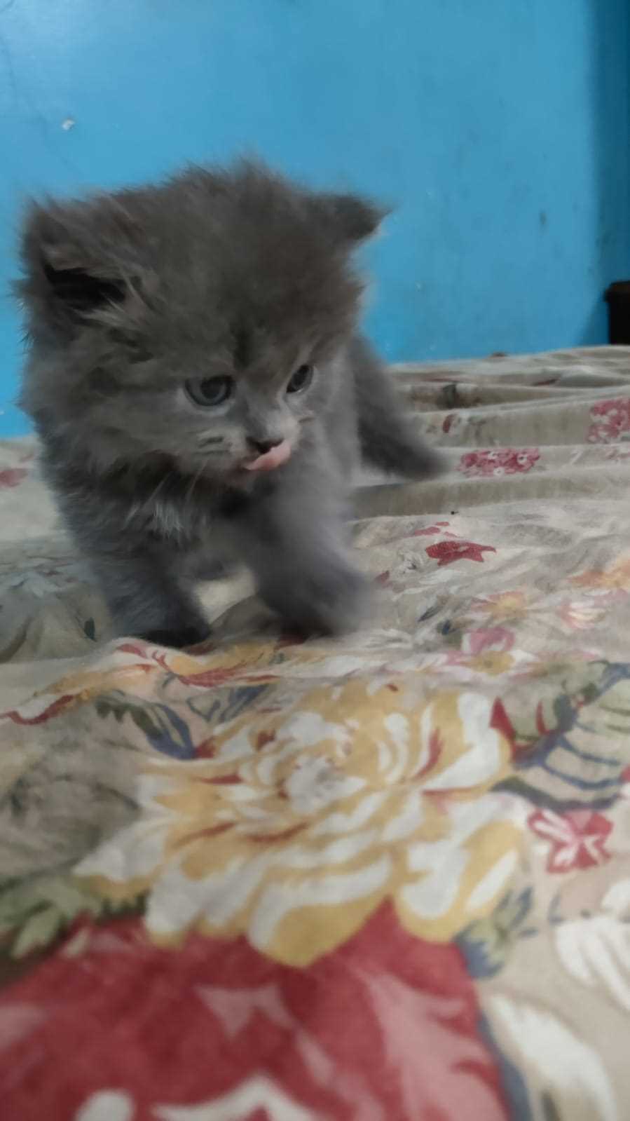 Persian For Sale In Surat