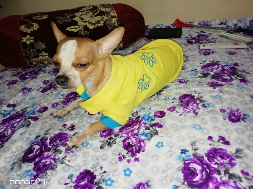 Chihuahua Dogs For Mating In Ahmedabad