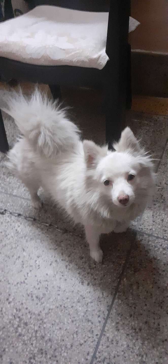 Pomeranian For Adoption In Khammam