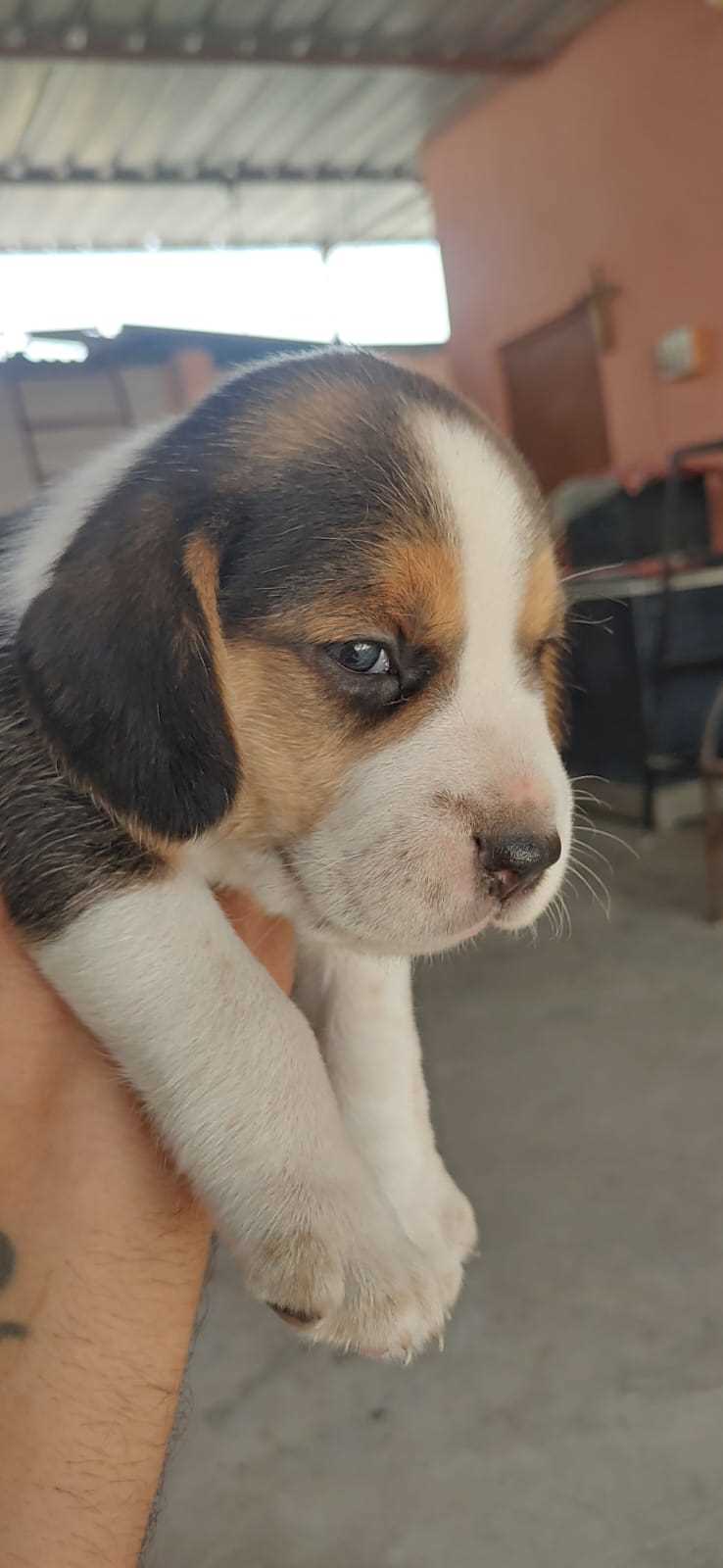Beagle For Sale In Indore