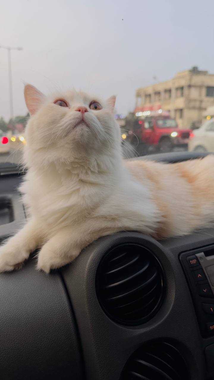 Persian Dogs For Mating In Bangalore