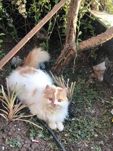 Persian Dogs For Mating In Rajkot