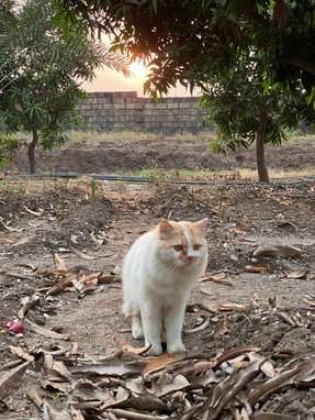 Persian Dogs For Mating In Rajkot