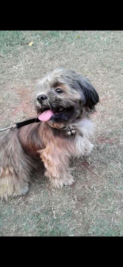 Lhasa Apso Dogs For Mating In Thane