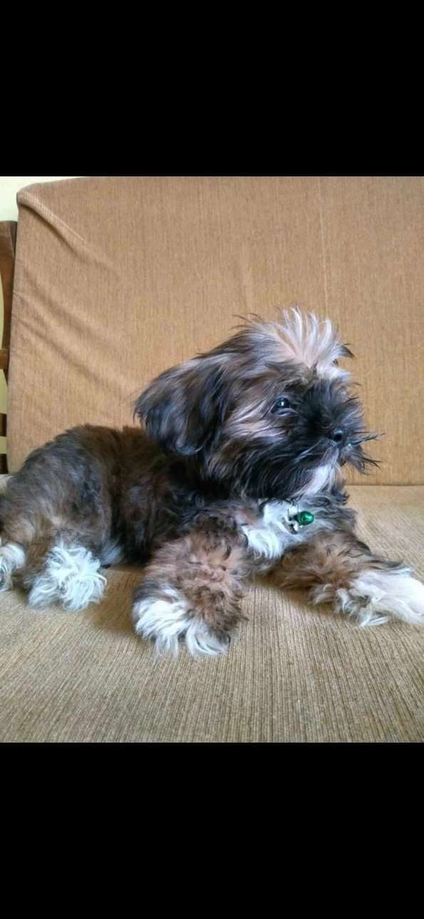 Lhasa Apso Dogs For Mating In Thane