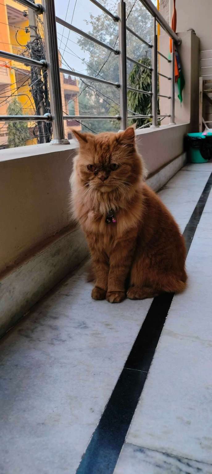Persian For Adoption In Faridabad