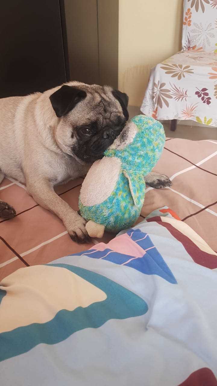 Pug For Sale In Hyderabad