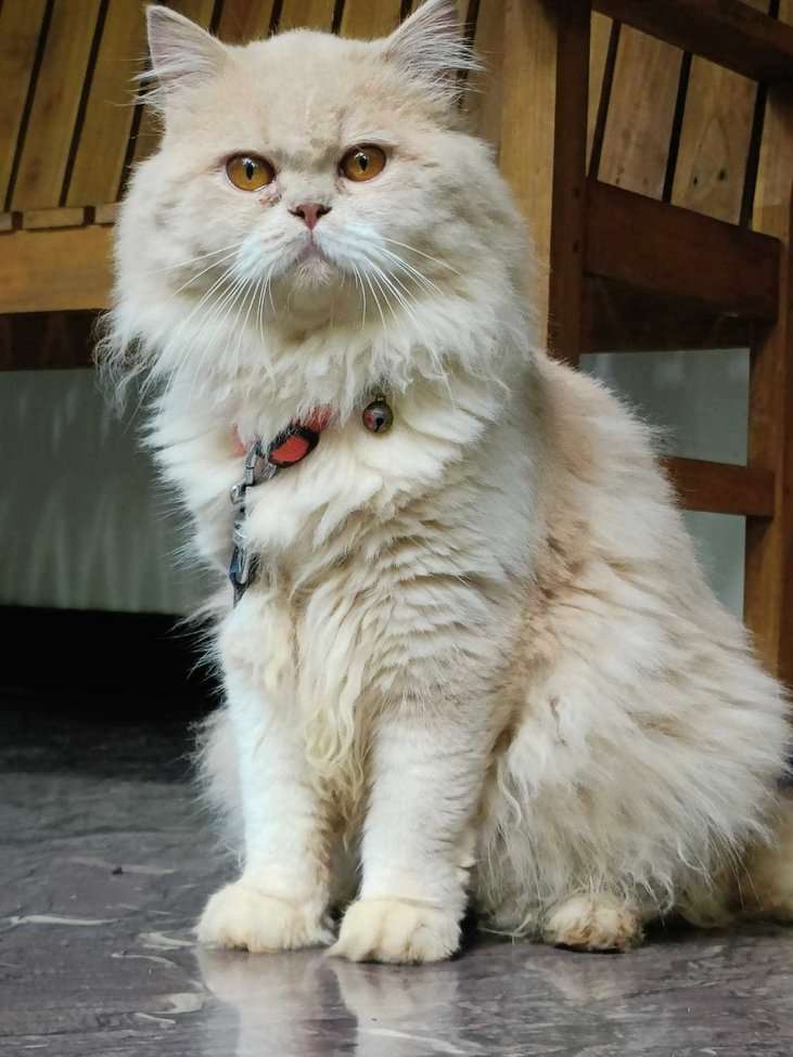 Persian For Sale In Malappuram
