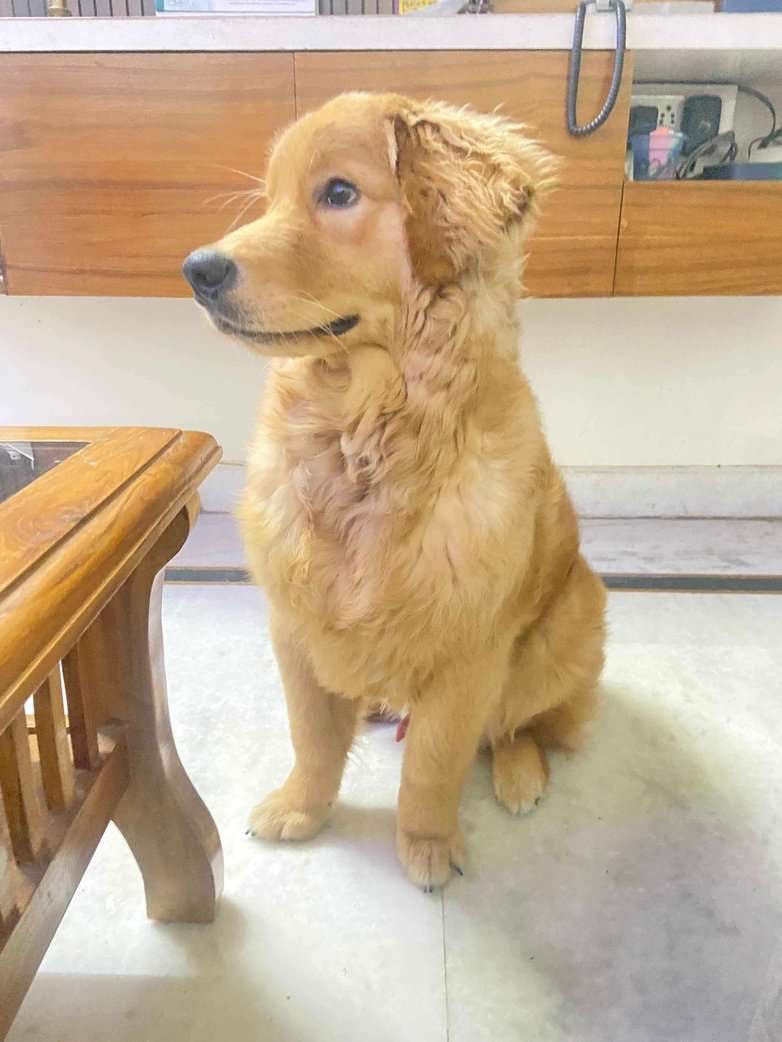 Golden Retriever Dogs For Mating In Delhi