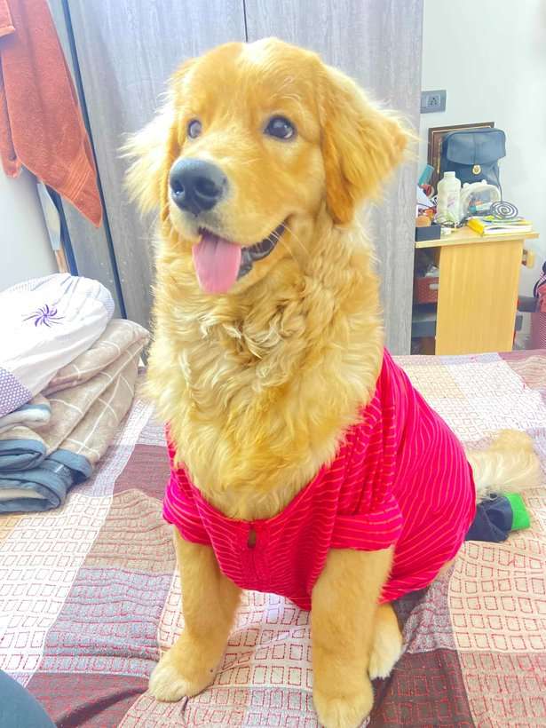 Golden Retriever Dogs For Mating In Delhi