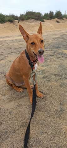 Indian Breed For Adoption In Bhubaneswar