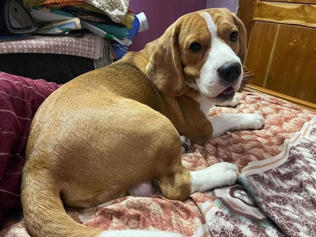 Beagle Dogs For Mating In Tirupati