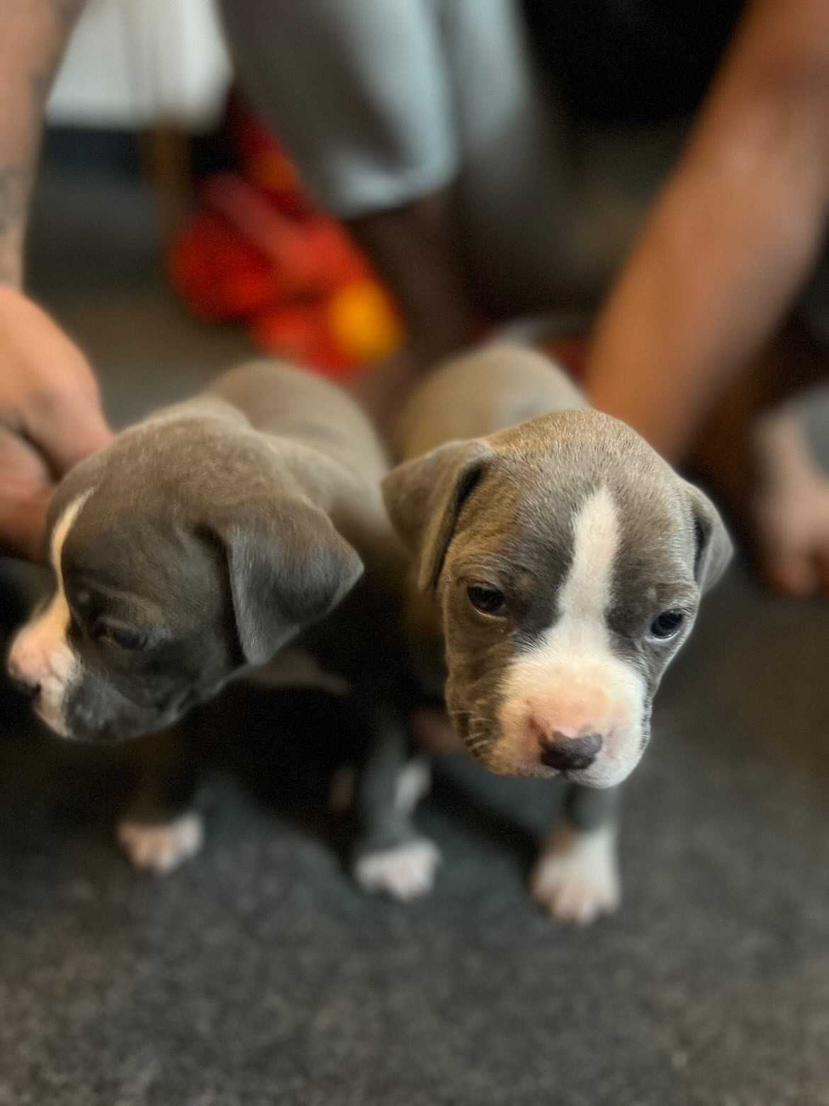 American Bully For Sale In Gurgaon
