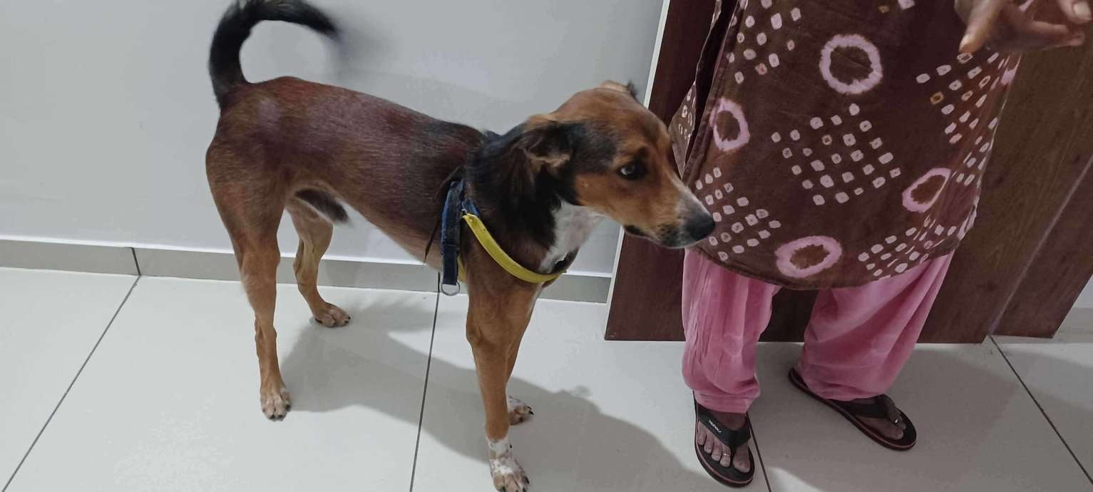 Indian Breed For Adoption In Rajkot