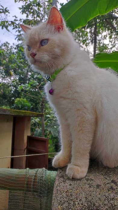 Persian Dogs For Mating In Thiruvananthapuram