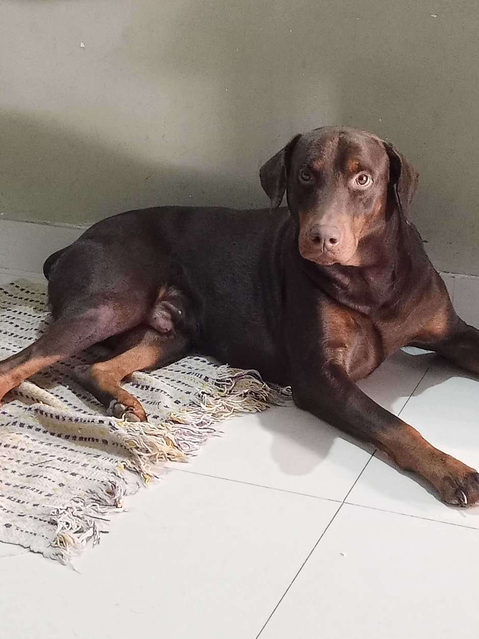 Doberman Dogs For Mating In Bangalore