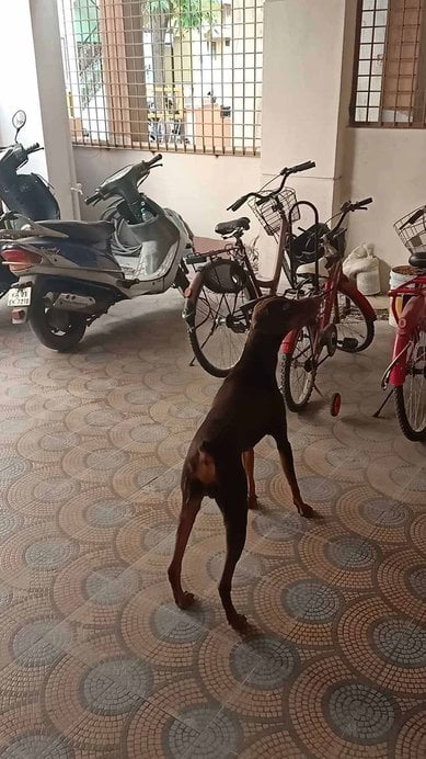 Doberman Dogs For Mating In Bangalore