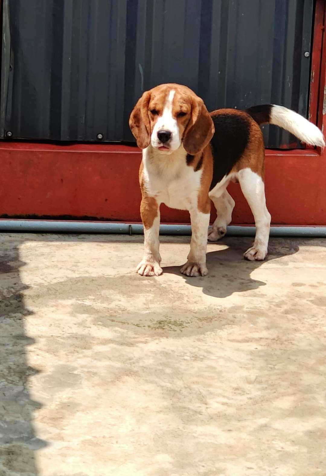 Beagle For Sale In Kochi