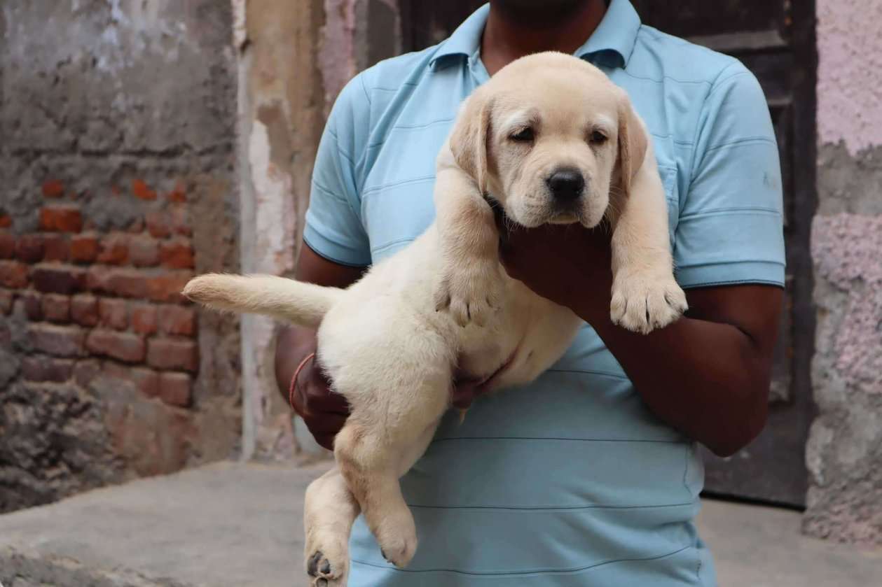 Labrador Retriever For Sale In Delhi