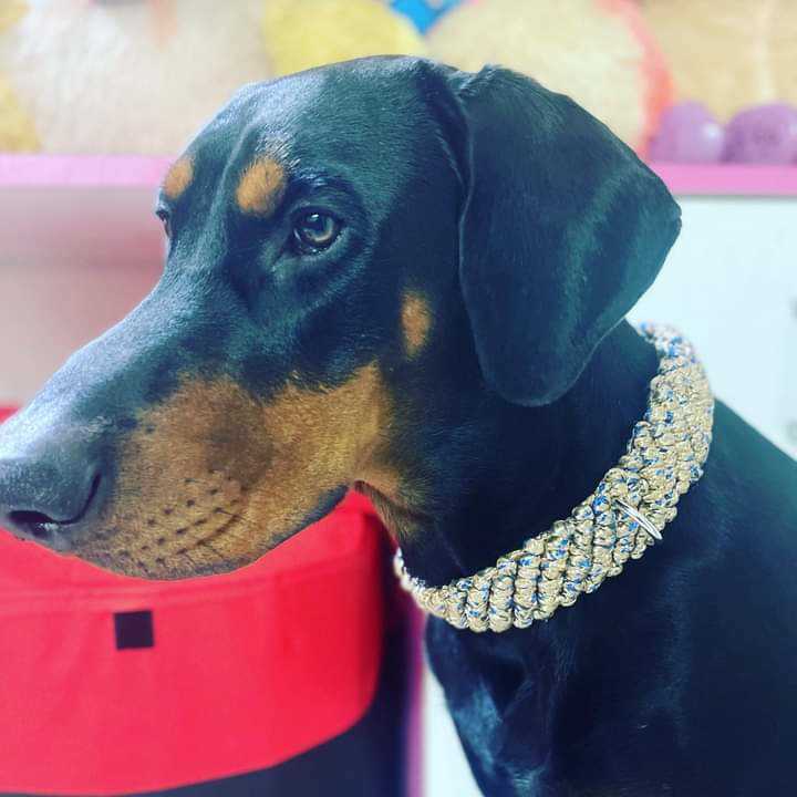 Doberman Dogs For Mating In Visakhapatnam