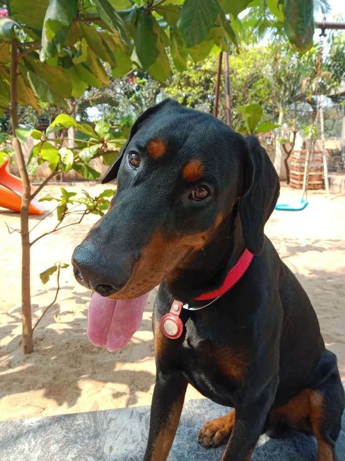 Doberman Dogs For Mating In Visakhapatnam