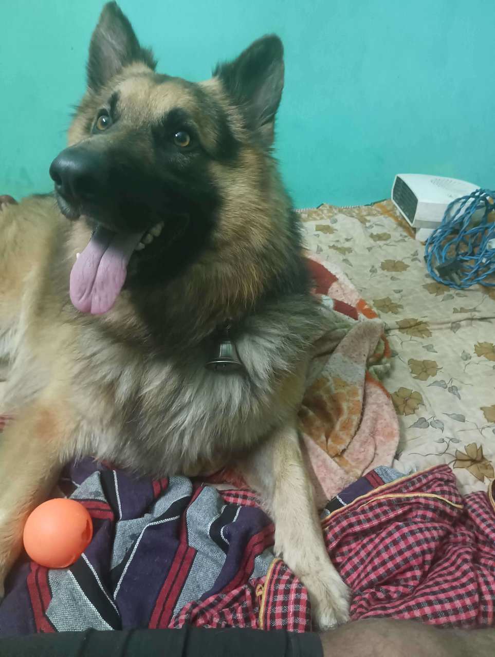 German Shepherd Dogs For Mating In Ranchi