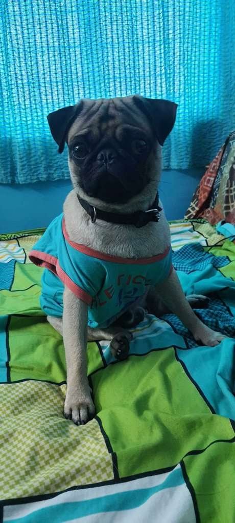 Pug Dogs For Mating In Chennai