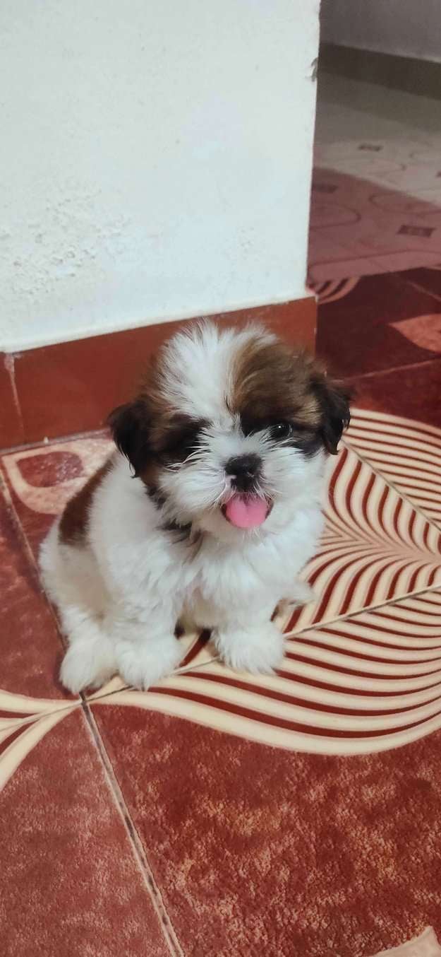 Shih Tzu For Sale In Thrissur