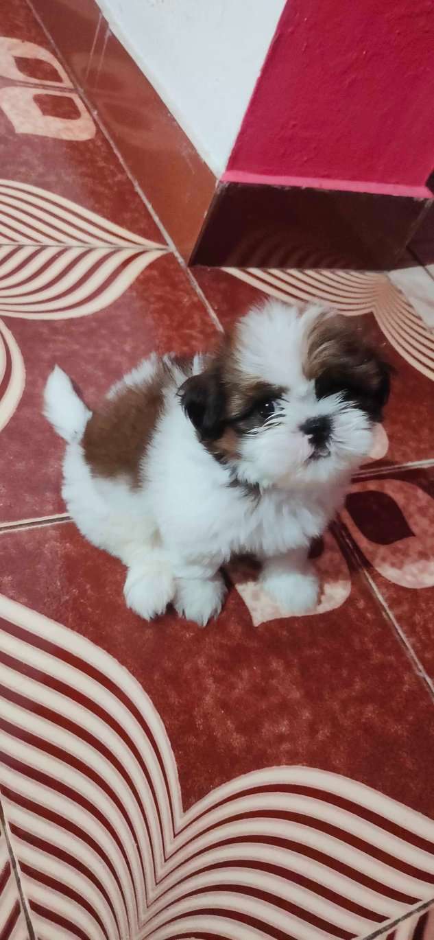 Shih Tzu For Sale In Thrissur