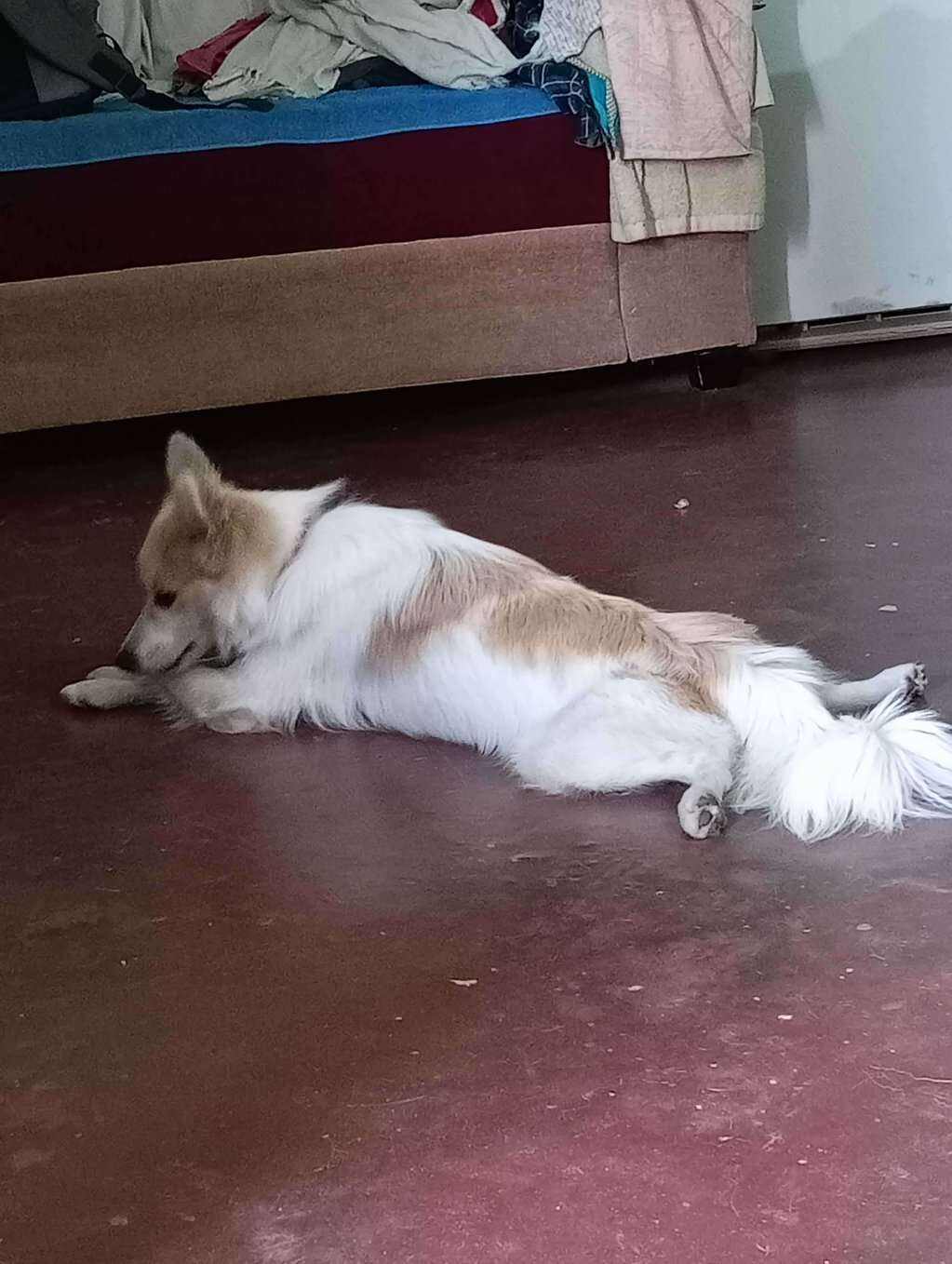 Pomeranian Dogs For Mating In Bangalore