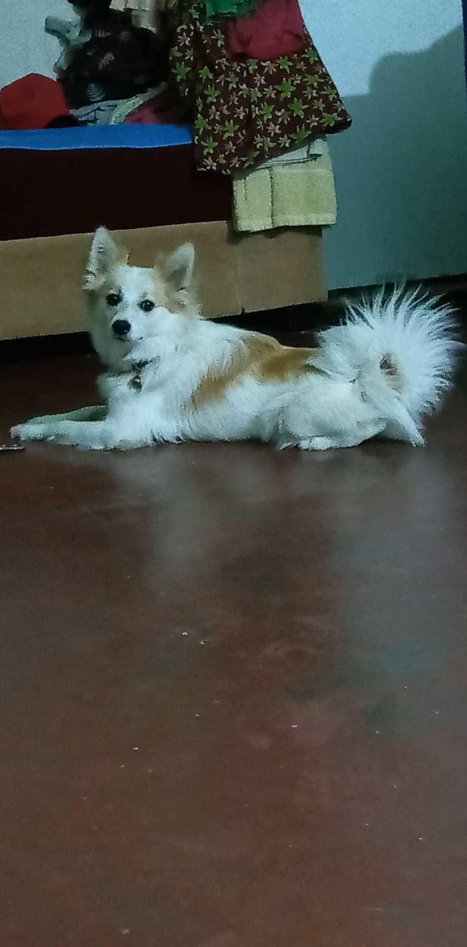 Pomeranian Dogs For Mating In Bangalore