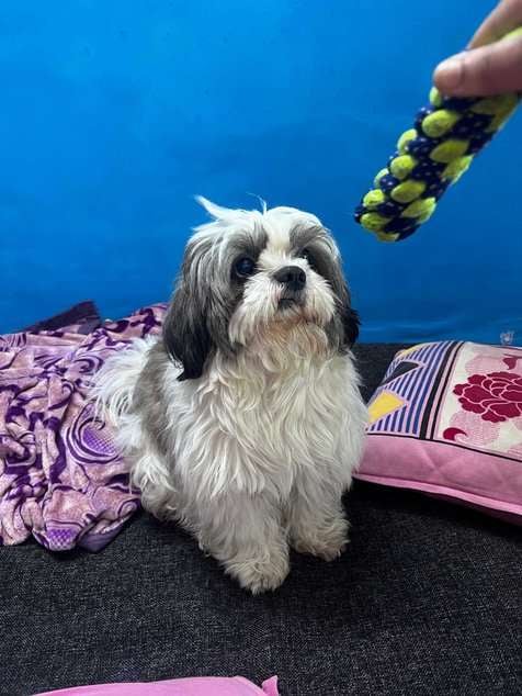 Shih Tzu Dogs For Mating In Mumbai