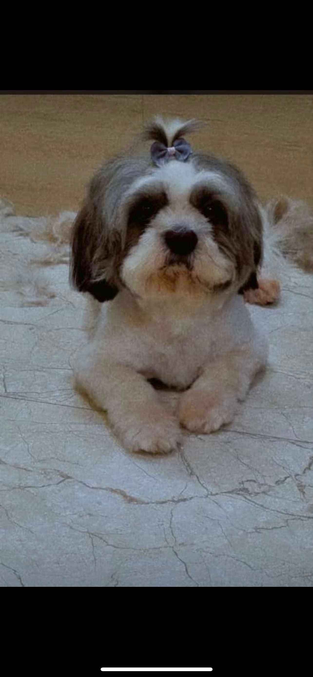 Shih Tzu Dogs For Mating In Mumbai