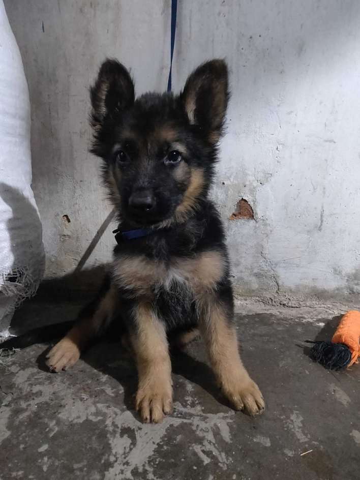 German Shepherd For Sale In Kolar
